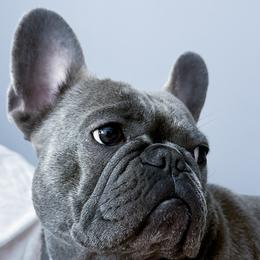 French Bulldog All Grown Up from Kristi’s French Bulldogs