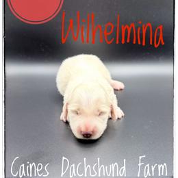 Wilhelmina - Cream female Dachshund puppy in Cincinnati, Ohio from Caines Dachshund Farm