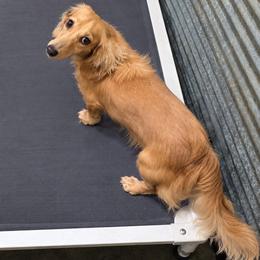 Cheese - Cream male Dachshund puppy in West Plains, Missouri from Spring Creek Dachshunds