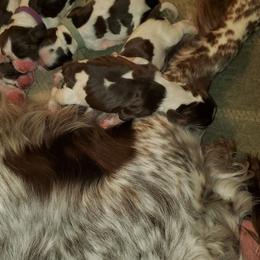 English Springer Spaniel Puppies from Hoppin Honey Homestead