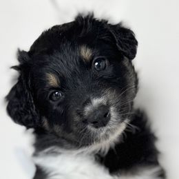 Australian Shepherds from Scottstead Aussies