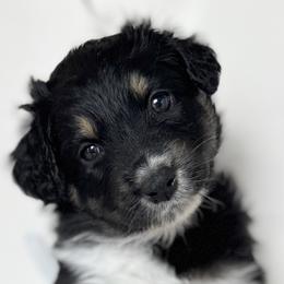 Australian Shepherds from Scottstead Aussies