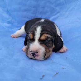 Moe - Black tan and white female Beagle puppy in Palmyra, Nebraska from Nebraska K9's