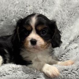 Milie - Tri-color female Cavalier King Charles Spaniel puppy in Inez, Texas from Londyn Cavaliers