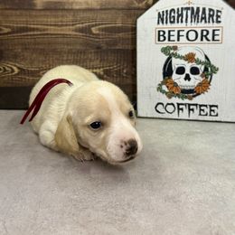 Latte - Red female Dachshund puppy in Bowerston, Ohio from Hangin’ H Kennels, LLC