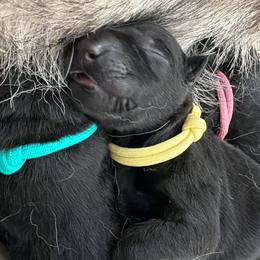 Yellow Female - Black female German Shepherd puppy in Saratoga Springs, Utah from Vom Stille Teufelshunde Kennels