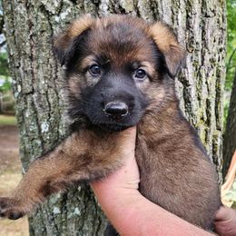 German Shepherd Puppies from Fern Hill Kennel