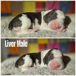 Standard male - Liver and white male English Springer Spaniel puppy in Jesup, Georgia from 31 Pines Kennels