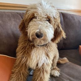 Goldendoodle Puppies from Halo Doodles