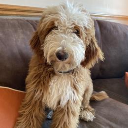 Goldendoodle Puppies from Halo Doodles