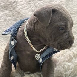 Sparkle - Gray female Cane Corso puppy in Russellville, Missouri from Soaring Royalty Canines LLC