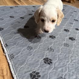 Dachshund puppies from Spanish Peaks Longhair Mini Dachshunds