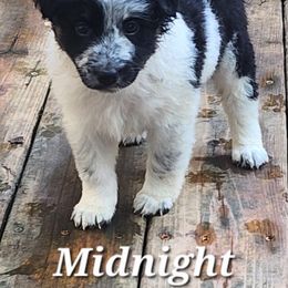 Midnight - Black and white male Companion Cross puppy in Utica, New York from Australian Cattle Dog Mix