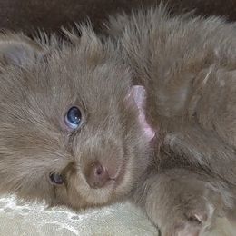 Pomeranian Puppies from Chinita's Pom Poms