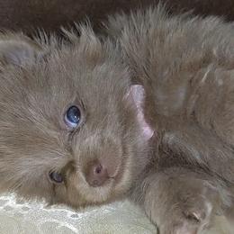 Pomeranian Puppies from Chinita's Pom Poms