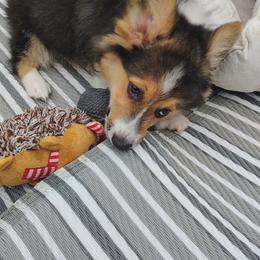 Tri boy 4 Blue Collar - Black and tan male Pembroke Welsh Corgi puppy in Mountain View, Hawaii from Celtic Corgis