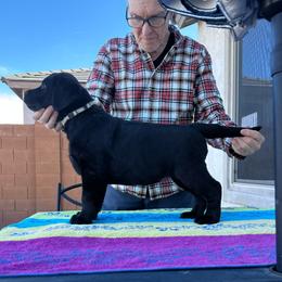 Beige Collar - Black female Labrador Retriever puppy in Buckeye, Arizona from Foothills Labrador Retrievers