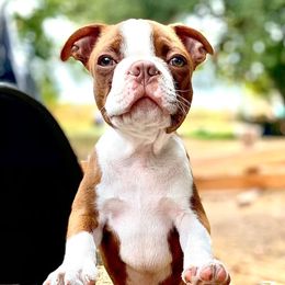 Boston Terriers and Pugs from Maya's Pups