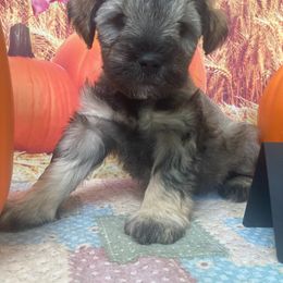 Miniature Schnauzer Puppies from Stellar Schnauzers