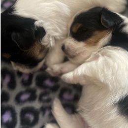 Companion Crosses and Yorkshire Terriers from Reed’s Breeds