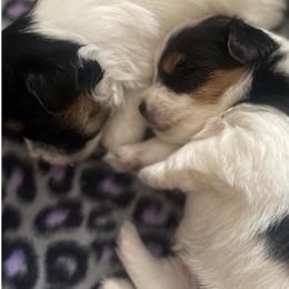 Companion Crosses and Yorkshire Terriers from Reed’s Breeds