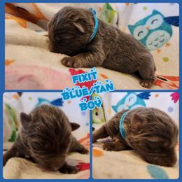 Fixit - Blue male German Shepherd puppy in Los Lunas, New Mexico from Mali's German Shepherds