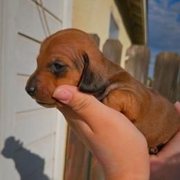Calavera - Red female Dachshund puppy in Perris, California from Ohana_626_kennels