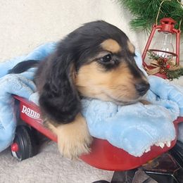 River - Black and cream male Dachshund puppy in Grants Pass, Oregon from vom Treuen Wachter