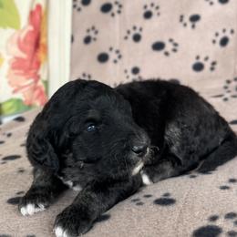 River - Black phantom male Aussiedoodle puppy in Kings Mountain, North Carolina from Champion Farms Doodles