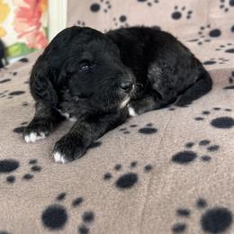 River - Black phantom male Aussiedoodle puppy in Kings Mountain, North Carolina from Champion Farms Doodles