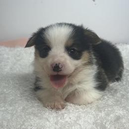 Charlie - Black and tan male Pembroke Welsh Corgi puppy in Hillsville, Virginia from Bonderosa Kennels