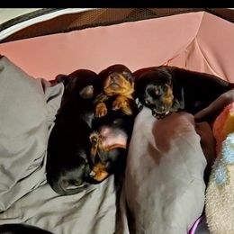 Dachshund Puppies from Melanie's Dachshunds