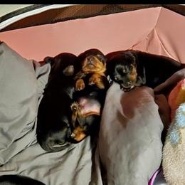 Dachshund Puppies from Melanie's Dachshunds