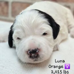 Orange - Black and white female Bernedoodle puppy in Rockledge, Florida from Stormie's Doodles