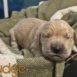 Pudge - Golden female Golden Retriever puppy in Florida from Golden Meadow