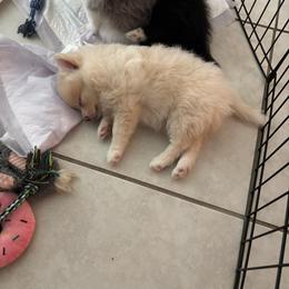 Pomeranian Puppies from Bella's Babies
