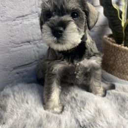 Miniature Schnauzer Puppies from Mt. View's Pretty Little Schnauzers