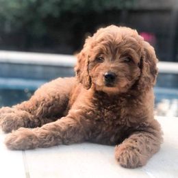 Goldendoodle Puppies from Riverbend Mini and Standard Goldendoodles