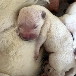 Goldendoodle and Golden Retriever Puppies from SSC Golden Retreivers