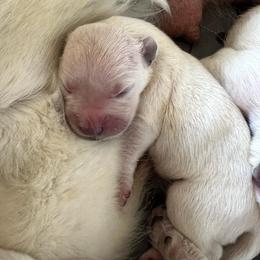 Goldendoodle and Golden Retriever Puppies from SSC Golden Retreivers