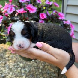 Luigi - Tri-color male Bernedoodle puppy in Perrysville, Ohio from Pleasant Valley Bernedoodles
