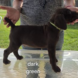 Dark Green boy - Liver male German Shorthaired Pointer puppy in West Richland, Washington from Lehmschlog Kennels