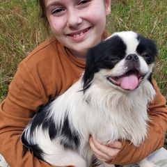Japanese Chin puppies from Itty Bittys