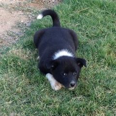 Canaan Dog Puppies from Kol Tuv Canaan Dogs