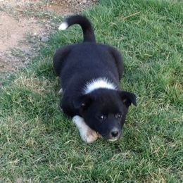 Canaan Dog Puppies from Kol Tuv Canaan Dogs