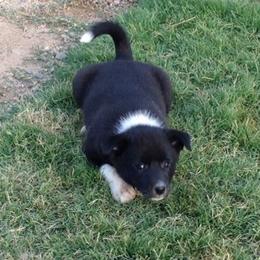 Canaan Dog Puppies from Kol Tuv Canaan Dogs