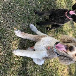 Poodles from Pearson’s Poodles