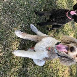 Poodles from Pearson’s Poodles