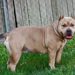 American Bully All Grown Up from Vixen Bully Camp