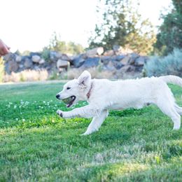 Golden Retriever Puppies from Kenwood Retrievers